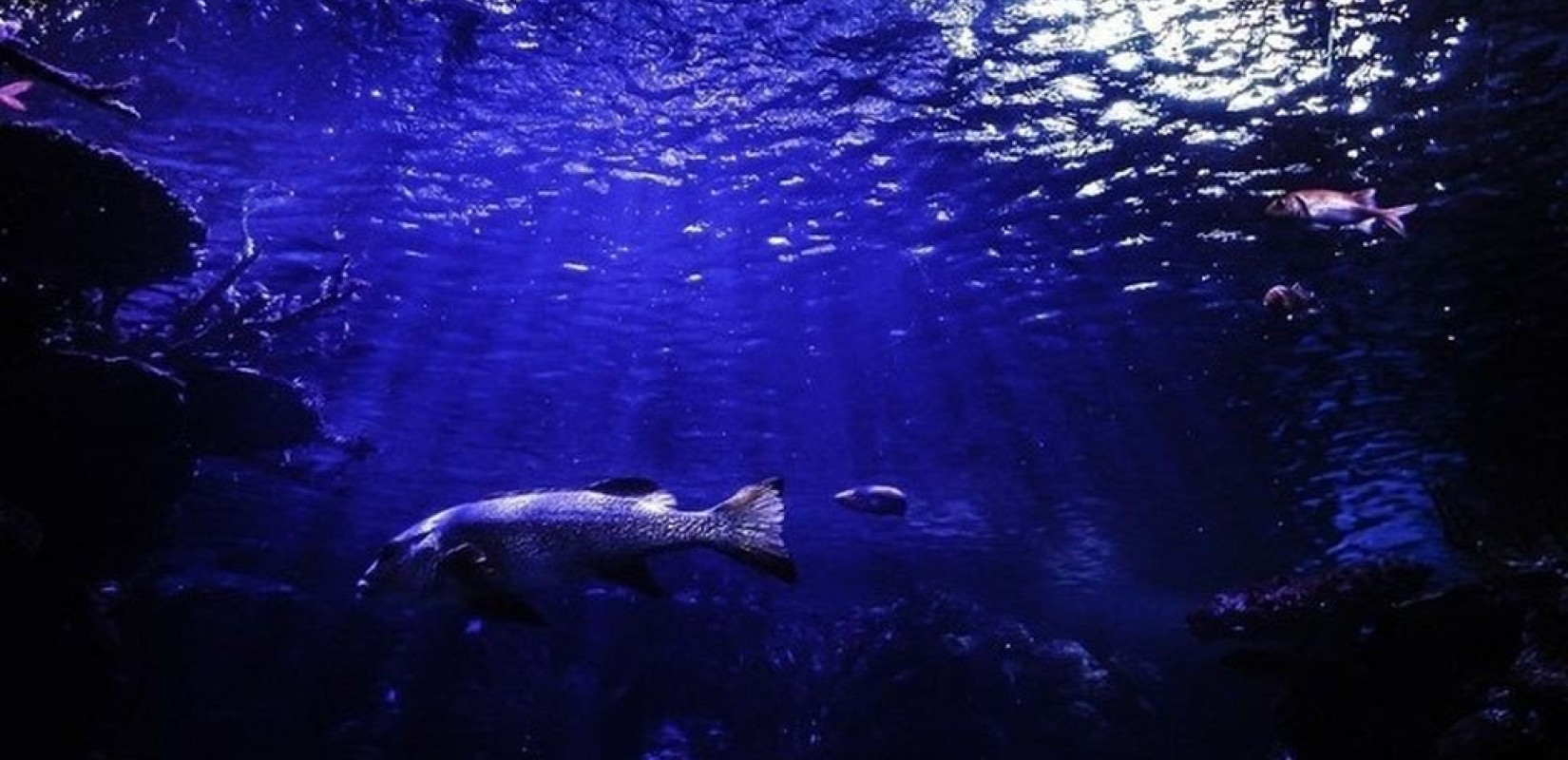 Ευρωπαϊκή συμμαχία για τη ρύπανση της Μεσογείου (βίντεο)