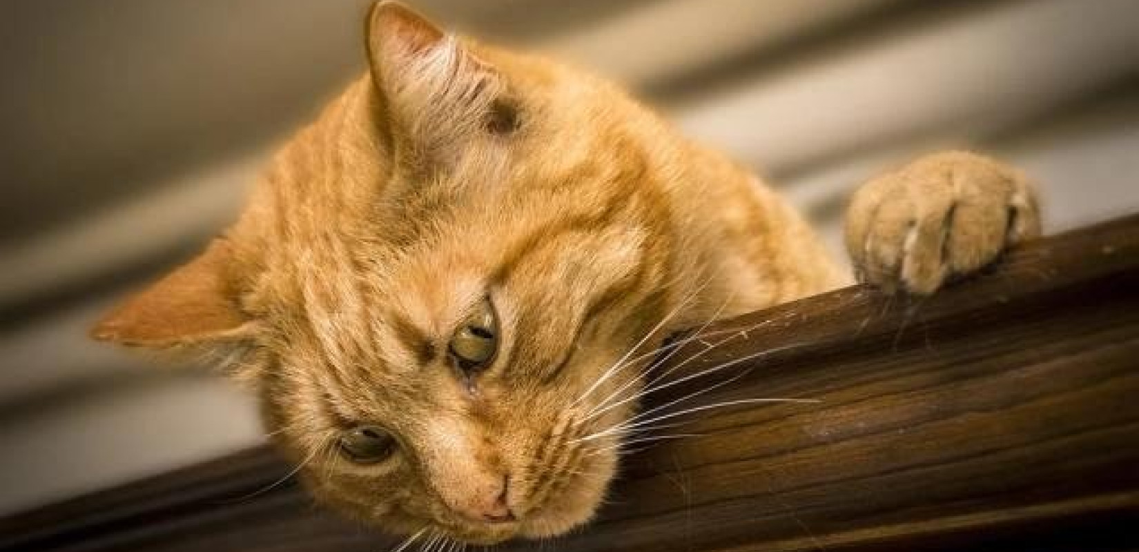 Θεσσαλονίκη: Αφέθηκε ελεύθερος ο 64χρονος που κατηγορείται ότι κλώτσησε αδέσποτη γάτα