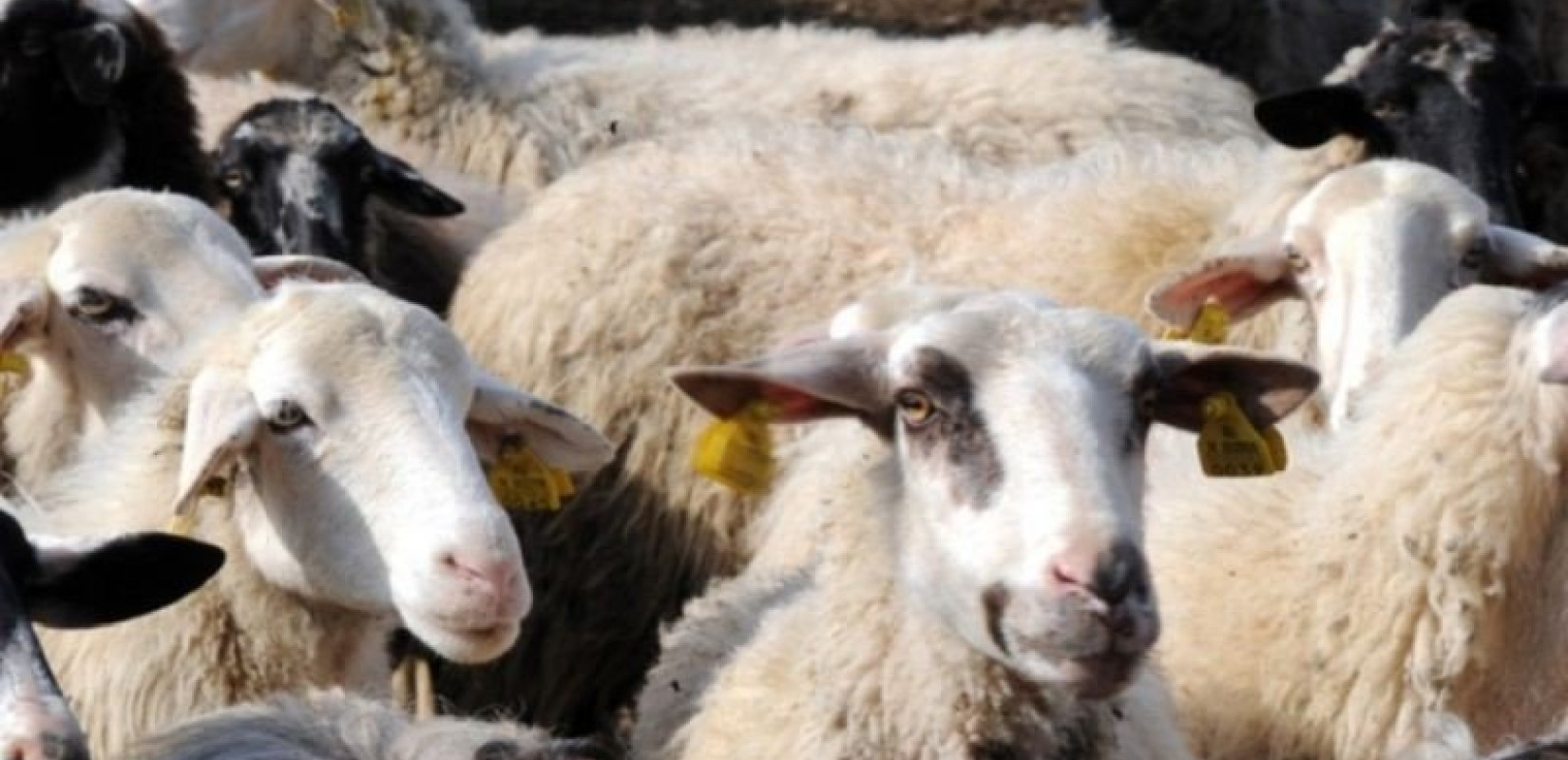 Ξεπερνούν τα 2.000 τα επιβεβαιωμένα κρούσματα της ευλογιάς των αιγοπροβάτων - Κανένας εφησυχασμός εν όψει Πάσχα
