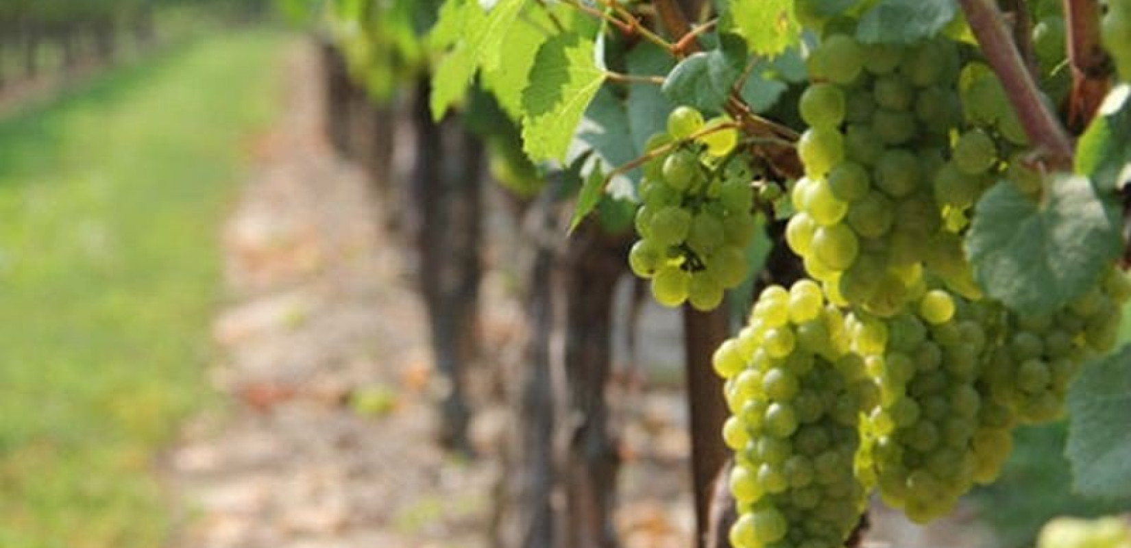Αυξημένες κατά σχεδόν 3 χιλιάδες στρέμματα οι εκτάσεις των αμπελώνων οινοποιήσημων ποικιλιών