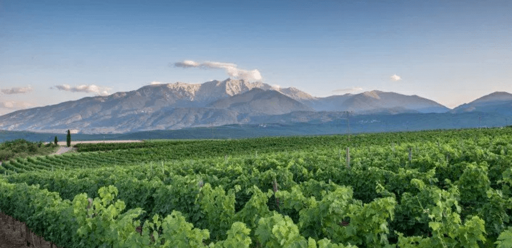 Σχέδιο για Οινοτουρισμό στην ανατολική Χαλκιδική παρουσιάζει ο δήμος Αριστοτέλη