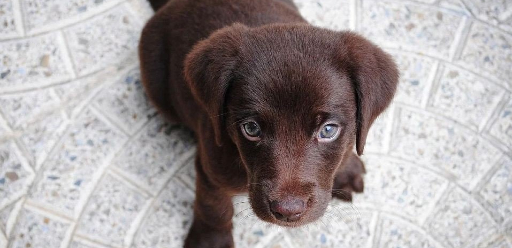 Νέα Ιωνία: 69χρονη πέταξε 4 κουτάβια στα σκουπίδια - Της επιβλήθηκε πρόστιμο 120.000 ευρώ (βίντεο)