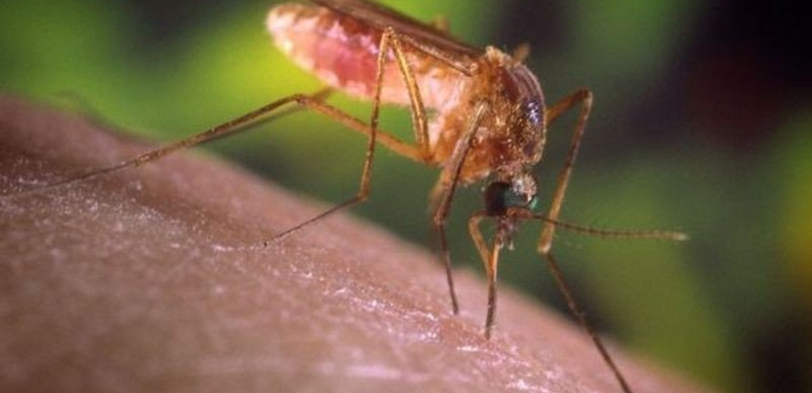 Ιός του Δυτικού Νείλου: Στους έξι οι θάνατοι - Συνεχίζονται οι αεροψεκασμοί από την Περιφέρεια Κεντρικής Μακεδονίας