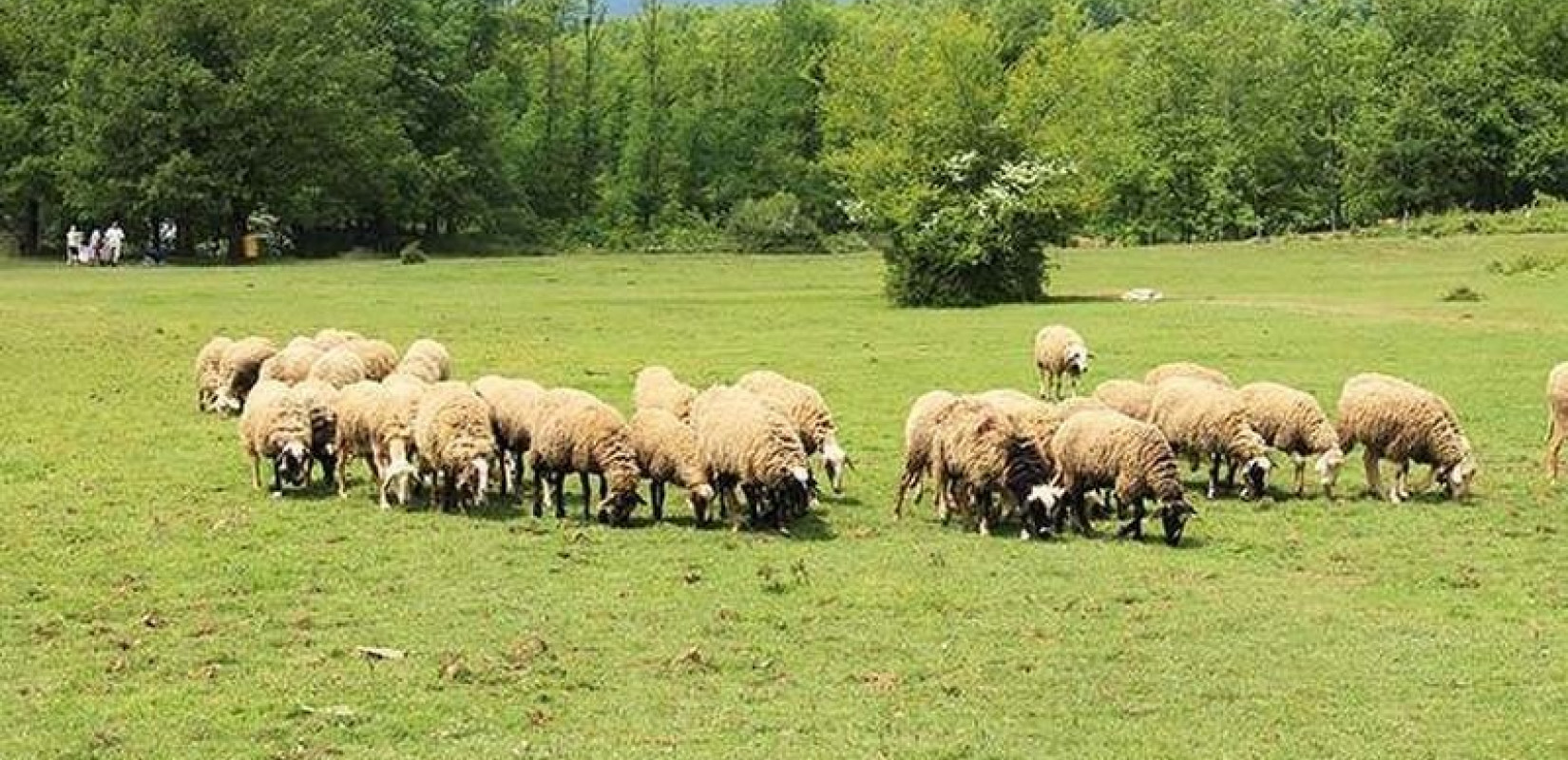 Σέρρες: Νεκρός βρέθηκε ο βοσκός που αγνοείτο στον Προμαχώνα