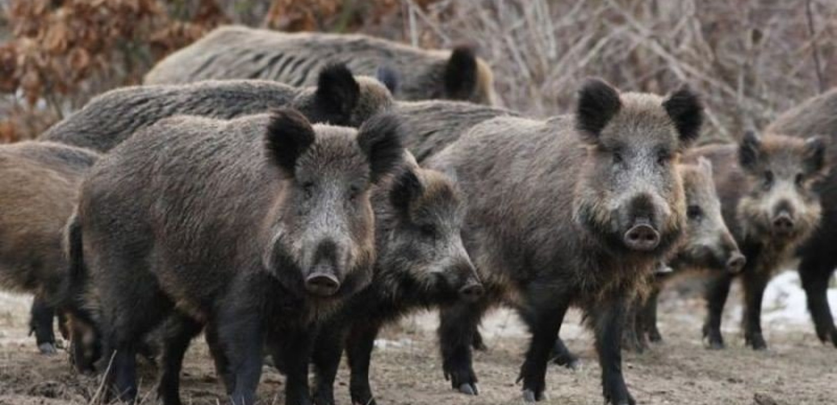 Λαχτάρισε οδηγός στη Λάρισα - Συγκρούστηκε μετωπικά με αγριογούρουνο