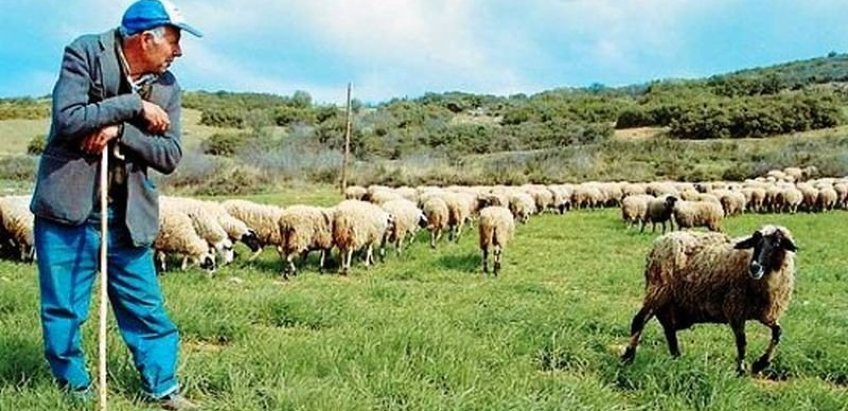 Διορθώθηκε το λάθος στις ενισχύσεις των κτηνοτρόφων με το Μέτρο 22