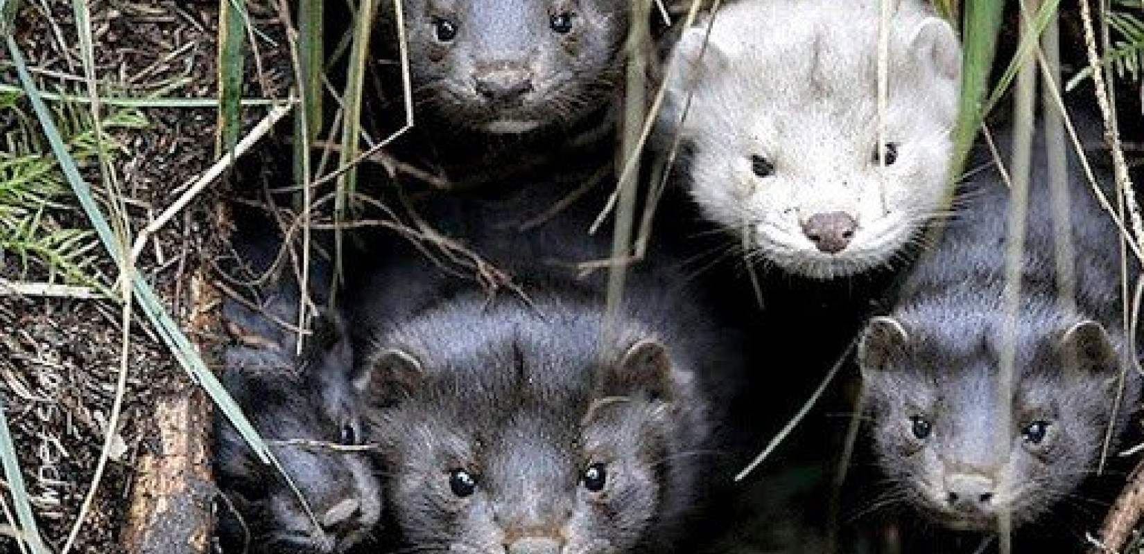 Η Ρωσία εμβολιάζει αντί να θανατώσει τα γουνοφόρα μινκ