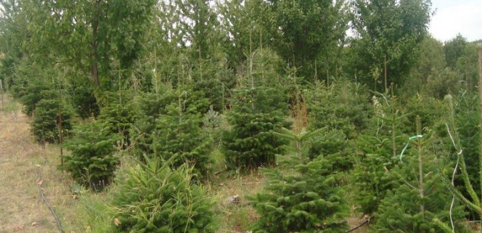 Χαλκιδική: Ανάρπαστα τα έλατα του Ταξιάρχη - Οι πωλήσεις ίσως και να ξεπεράσουν τις περσινές