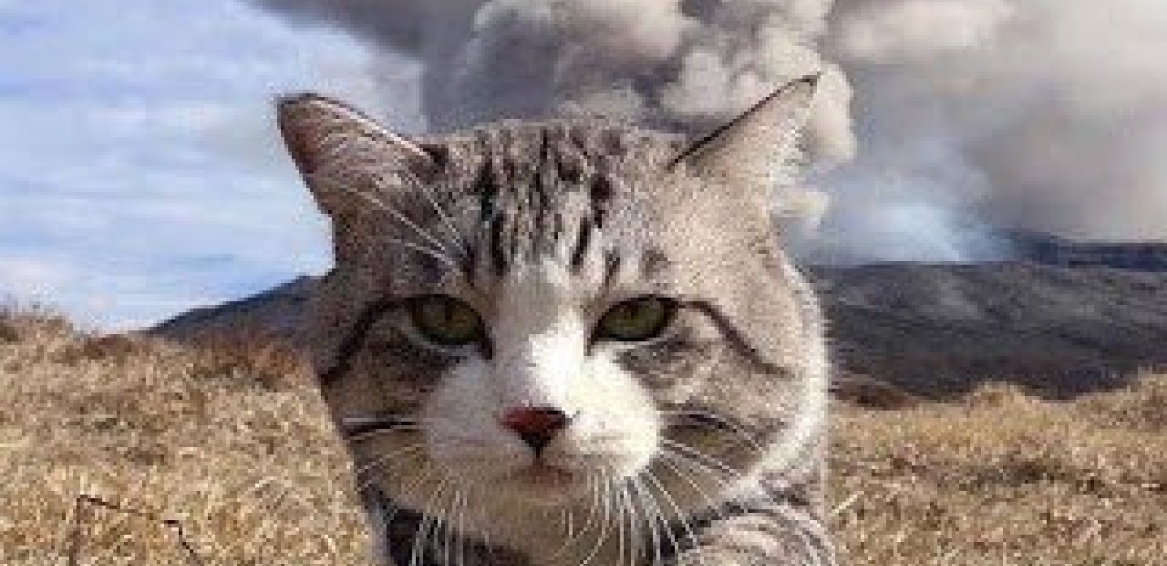 Ημαθία: Ελέγχους για τα δεσποζόμενα ζώα ξεκινάει ο Δήμος Νάουσας