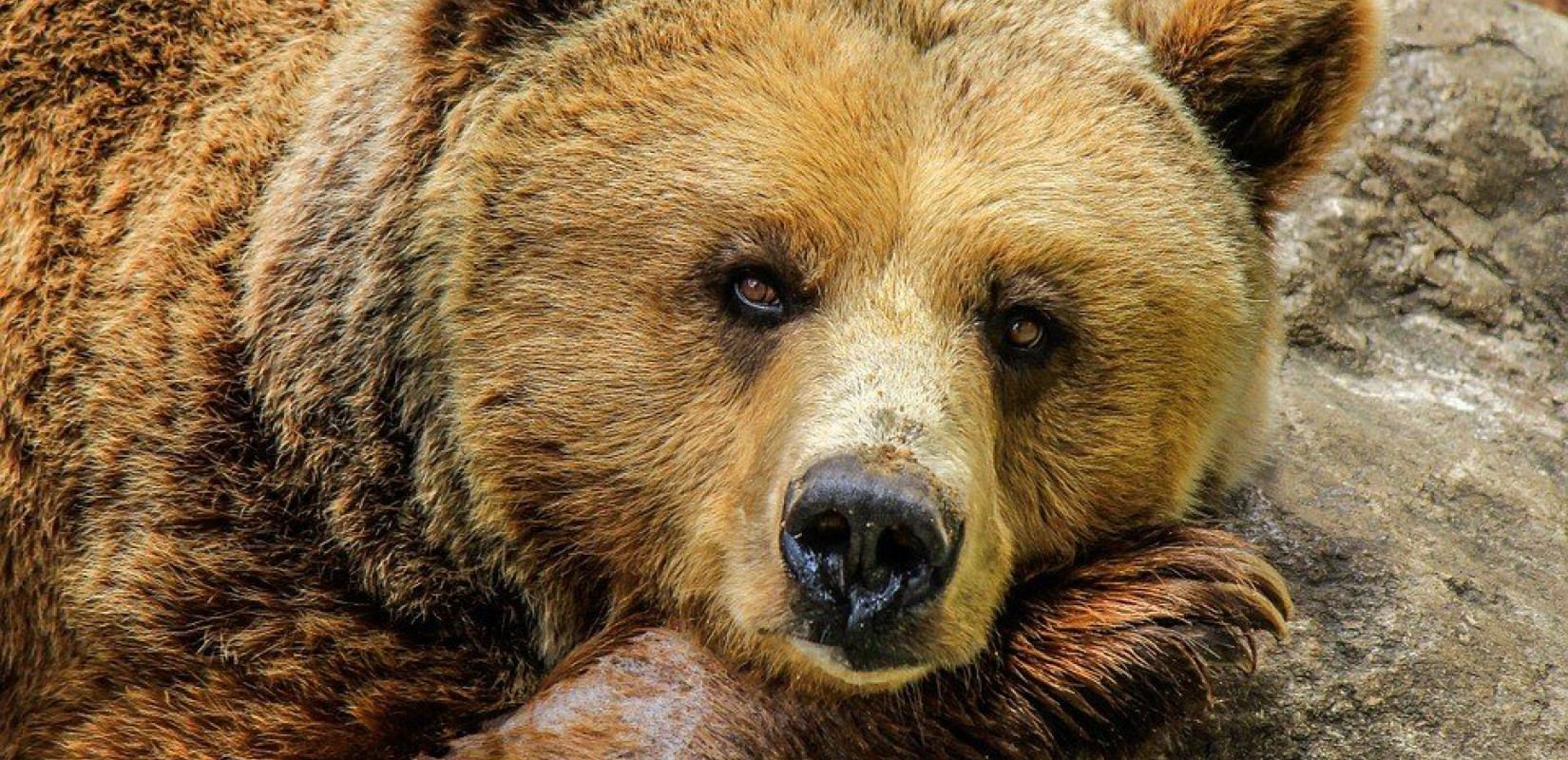 Δράμα: Αρκούδα επιτέθηκε σε δύο ορειβάτες - Σε γκρεμό έπεσε ο ένας