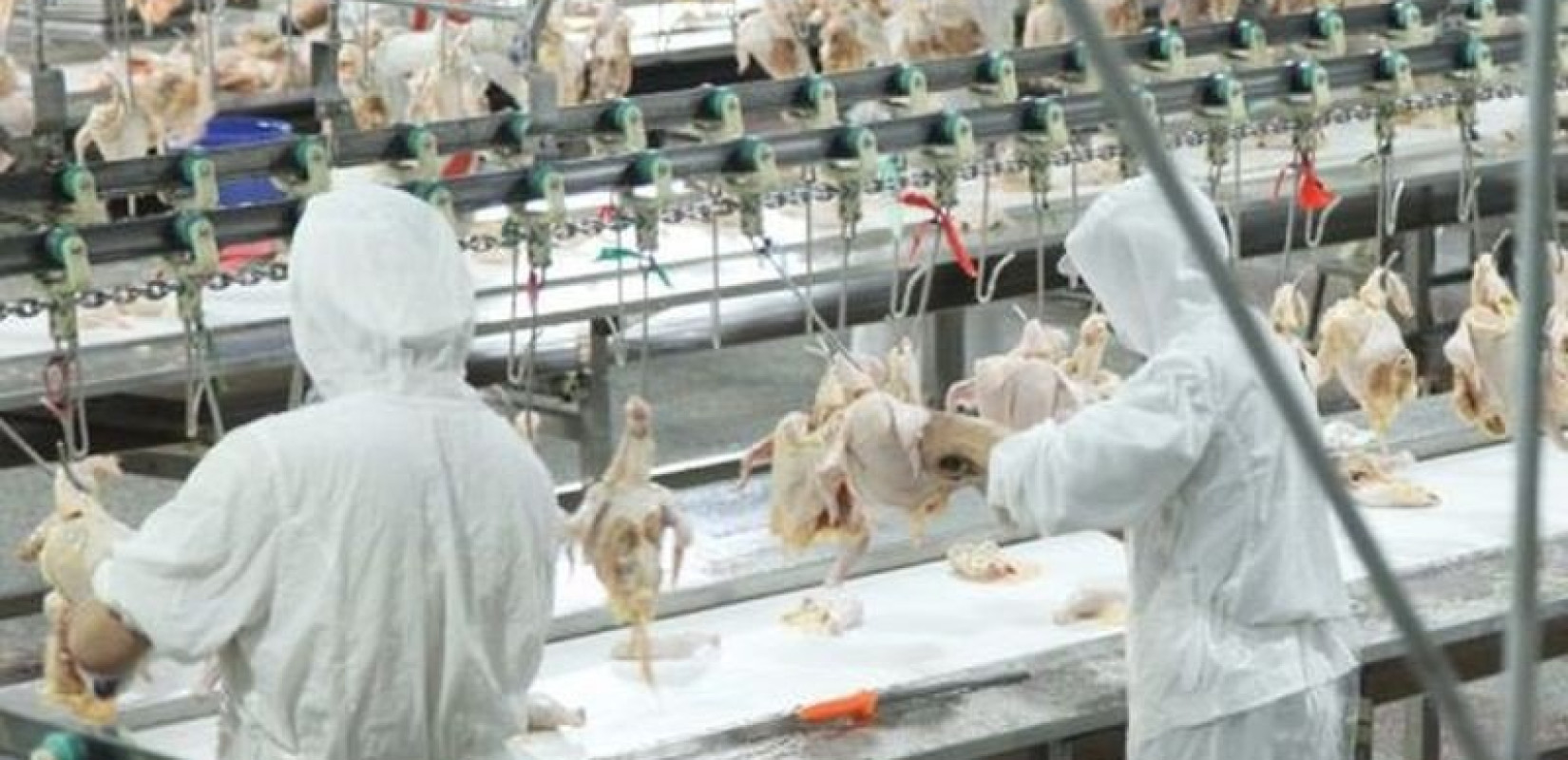 Αυξημένος κίνδυνος επανεμφάνισης της γρίπης των πτηνών στην Ελλάδα