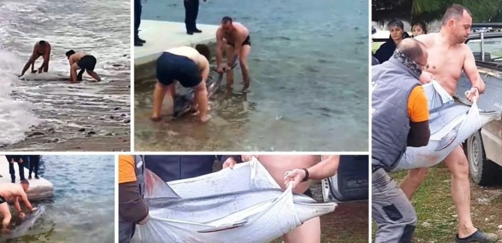 Καβάλα: Συγκινητική επιχείρηση διάσωσης δελφινιού στην παραλία της Κάριανης (Βίντεο)