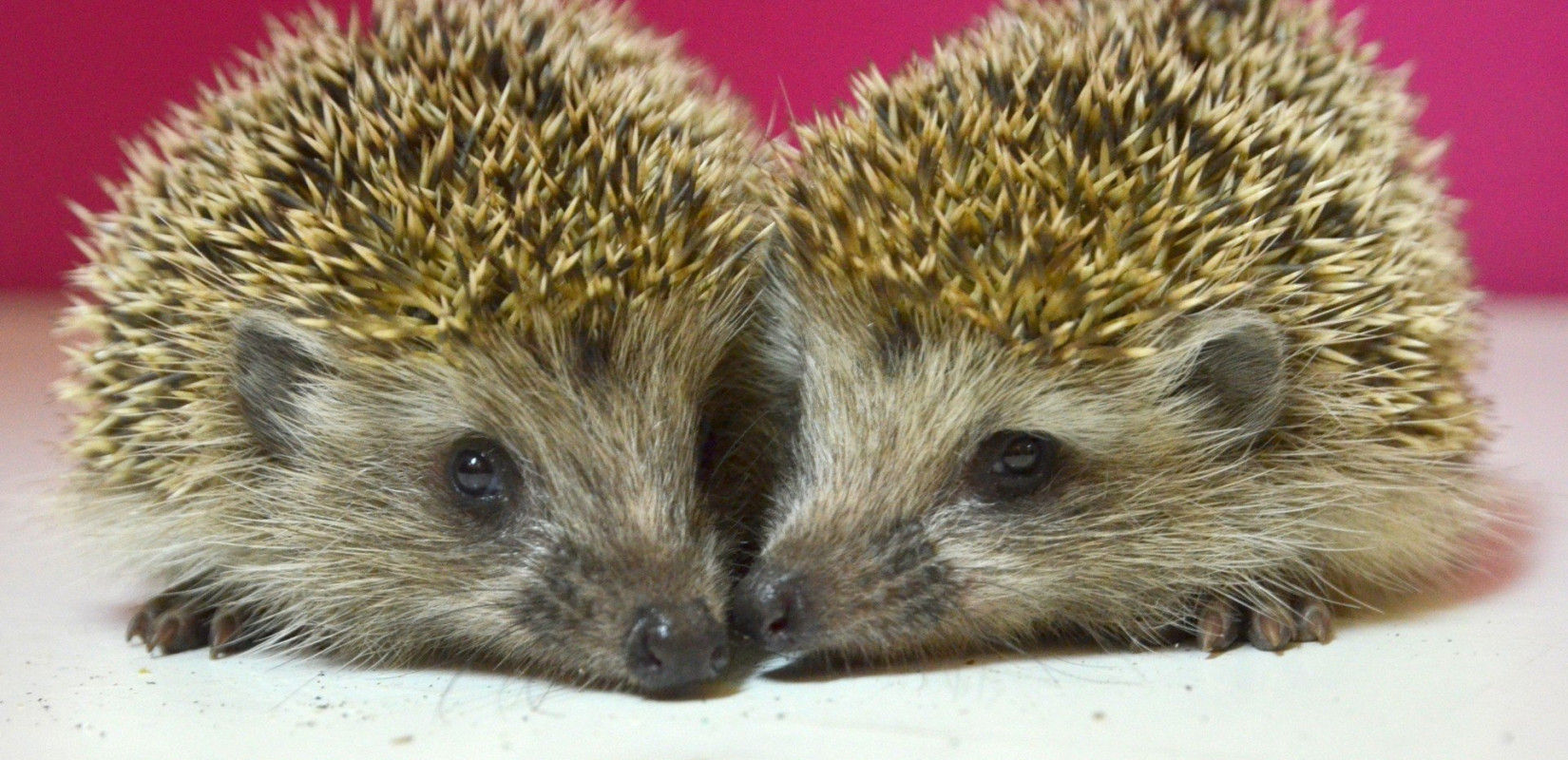 Θεσσαλονίκη: Αναζητείται «σπίτι» για τραυματισμένα σκαντζοχοιράκια