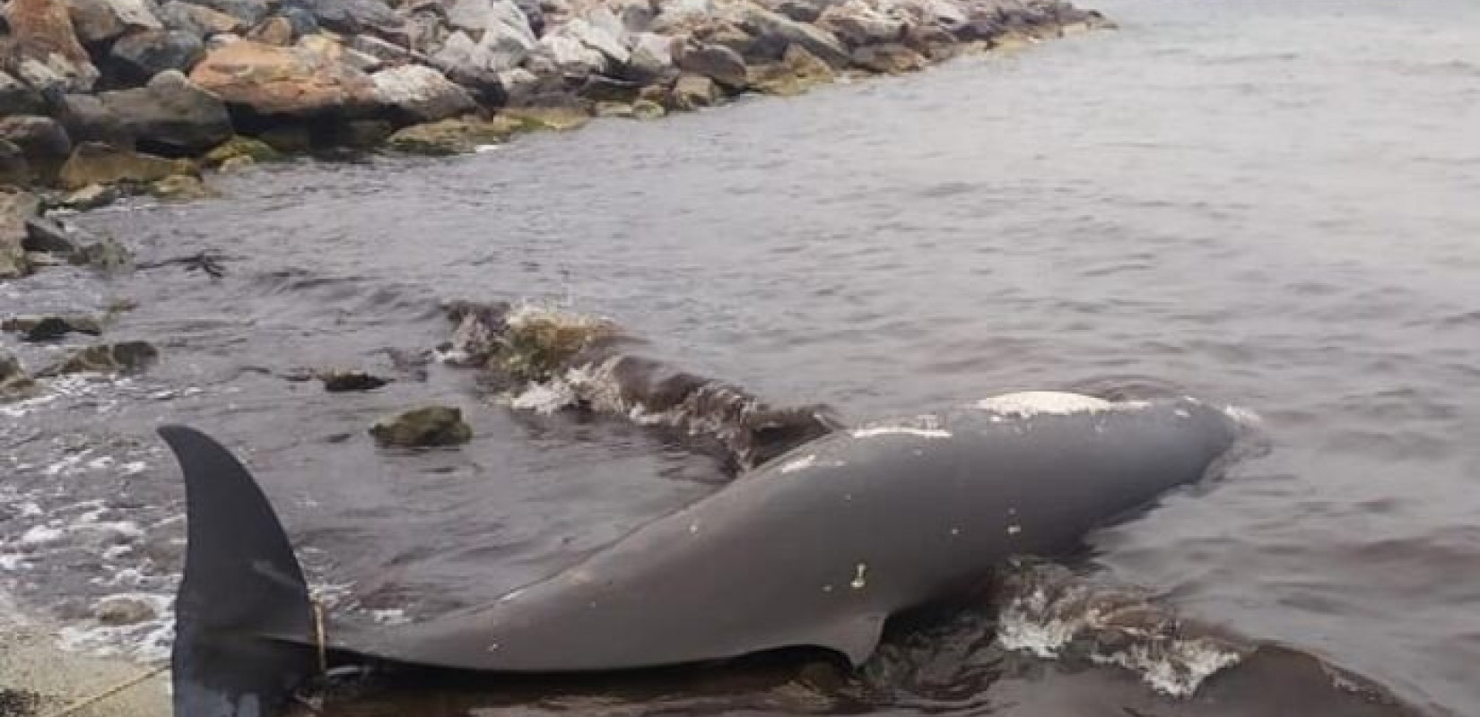 Εντοπίστηκαν νεκρά δύο δελφίνια και μία θαλάσσια χελώνα σε παραλίες της Β. Ελλάδας