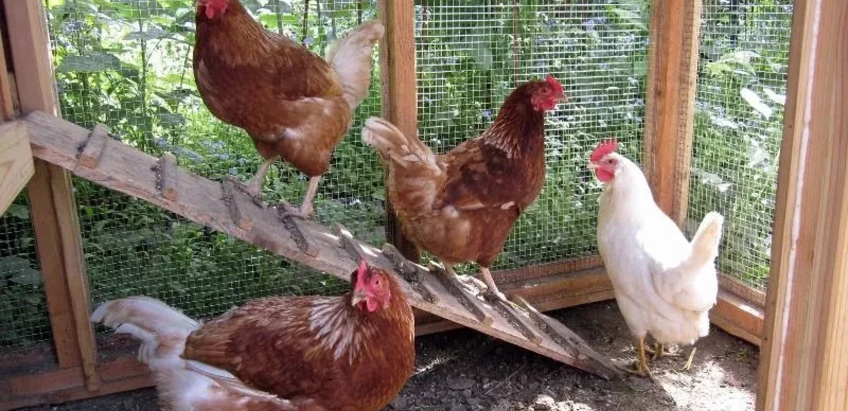 Πάνω από 100.000 κότες σε Ευρωπαϊκές χώρες θα θανατωθούν - Εντοπίστηκαν με γρίπη των πτηνών