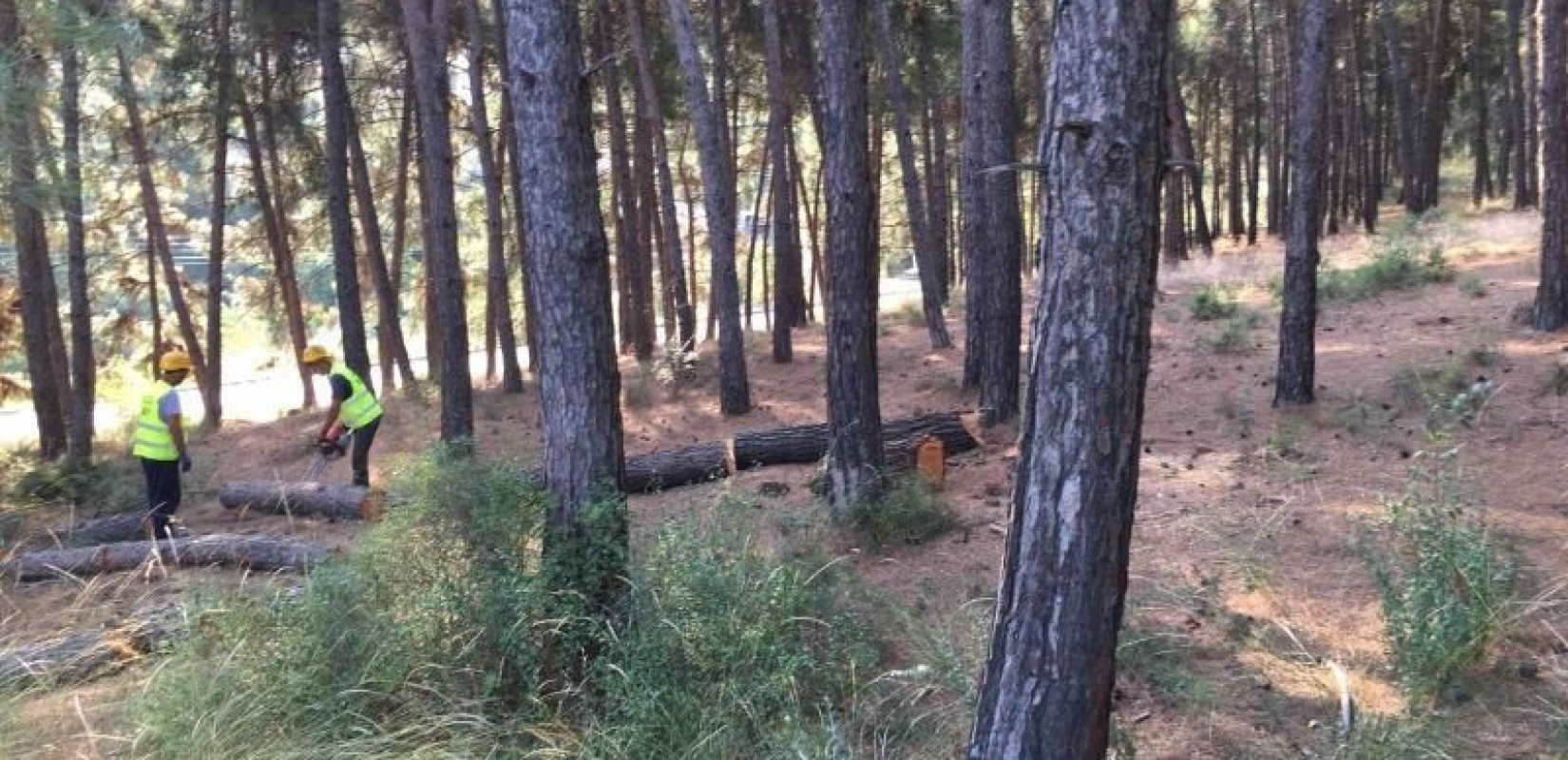 Θέρμη: Συνεχίζονται οι υλοτομίες για την αντιμετώπιση του φλοιοφάγου εντόμου 