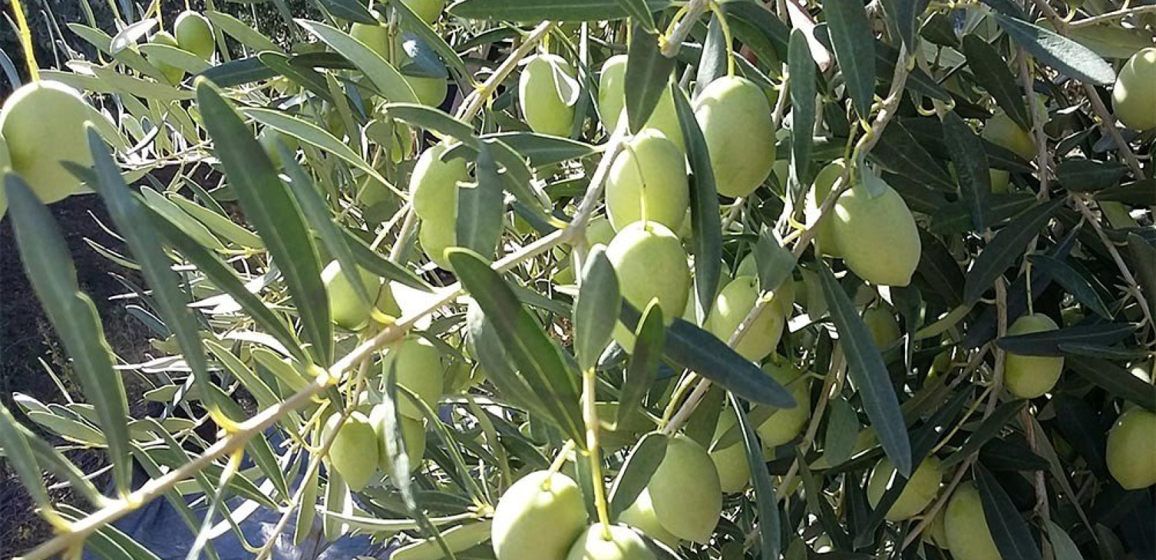 Χαλκιδική: Τραγική χρονιά για τους ελαιοπαραγωγούς - Άνω του 90% η ακαρπία φέτος 