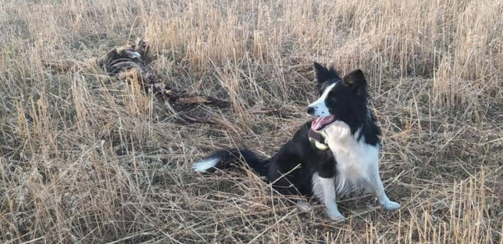 Δικογραφία σε βάρος 75χρονης που πέταξε το μπαστούνι της σε αδέσποτο σκύλο