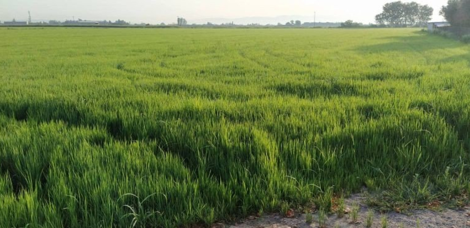 Κλιμάκιο ελέγχου του ΟΠΕΚΕΠΕ καταγγέλλει απειλές από κτηνοτρόφους στην Κρήτη