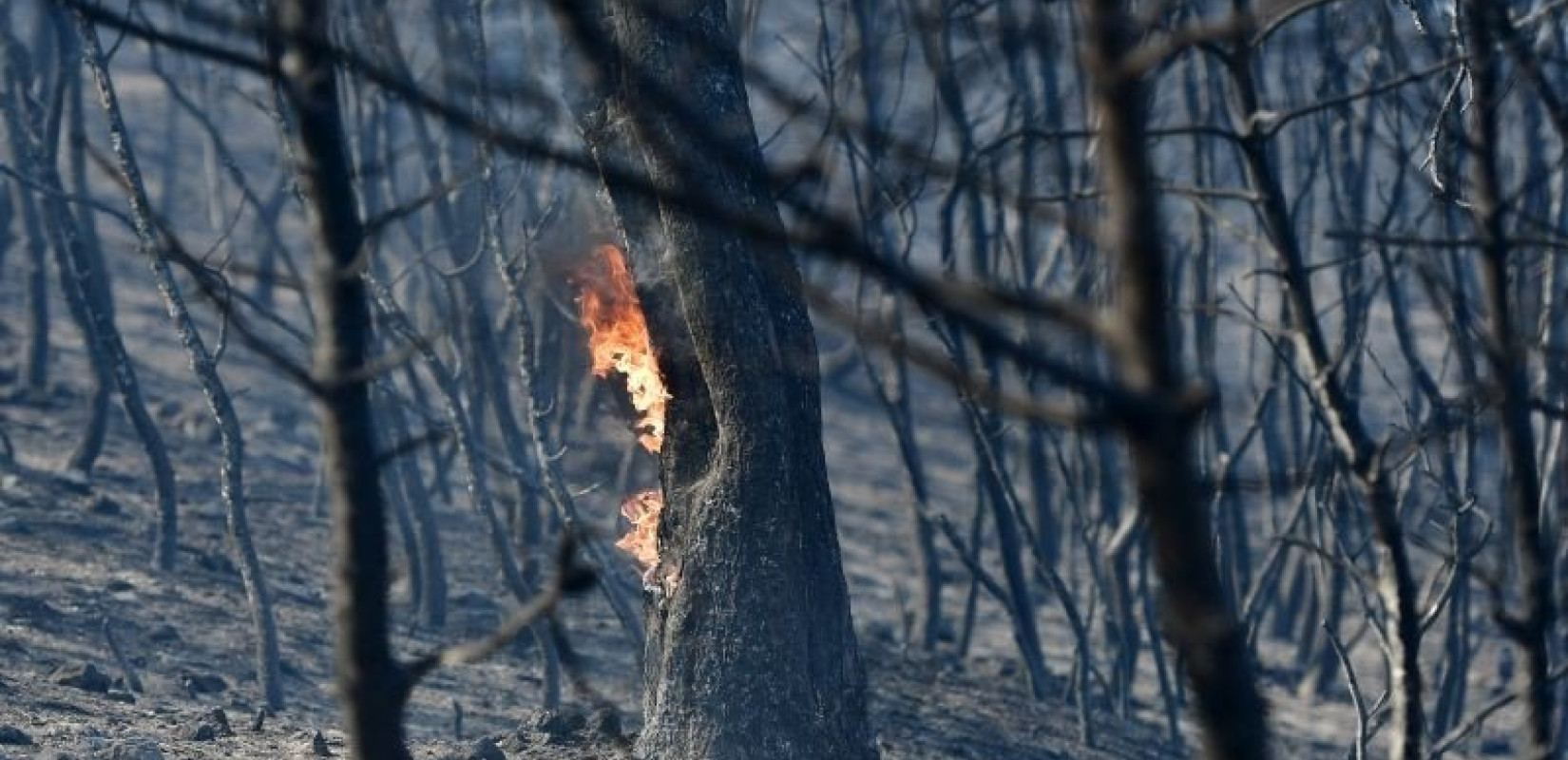 Πυρκαγιά σε δρυοδάσος στο Αμόριο Σουφλίου