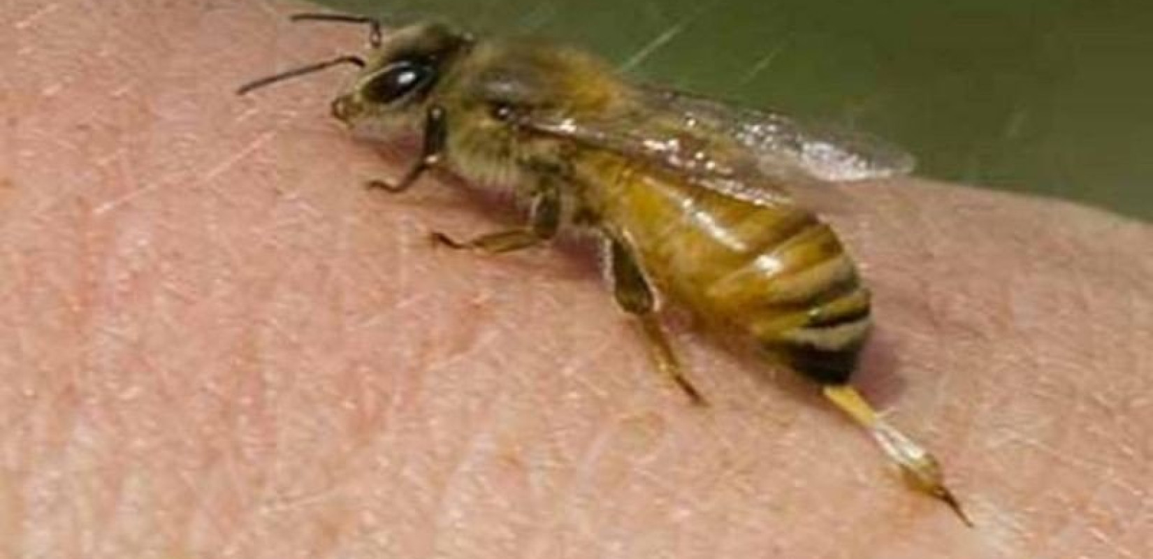 ΗΠΑ: Εγκρίθηκε το πρώτο εμβόλιο για μέλισσες