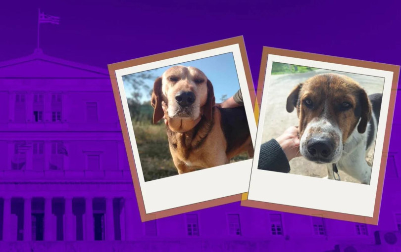 Η βουλή υιοθέτησε δύο αδέσποτους υπερήλικες σκύλους με πρωτοβουλία Ακρίτα