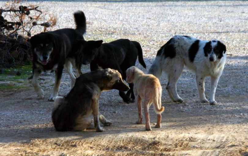 Η σύσκεψη για τα αδέσποτα, οι αγέλες που προβληματίζουν, τι κρύβει η παράταση για τη Μαρίνα Αρετσούς και το νέο “όχι” για τη Σίνδο. Γράφει ο Σαλονικιός