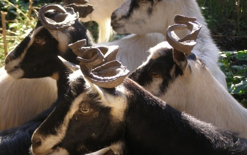 ΥΠΑΑΤ: 43 κρούσματα αφθώδους πυρετού σε 54 εκτροφές της Λέσβου