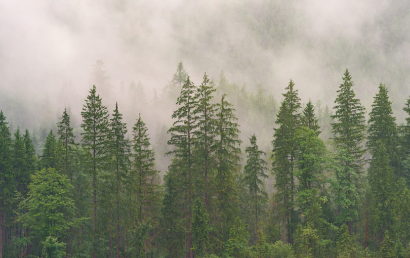 Χαλκιδική: Το ΑΠΘ «στις επάλξεις» για την προστασία του δάσους Χολομώντα