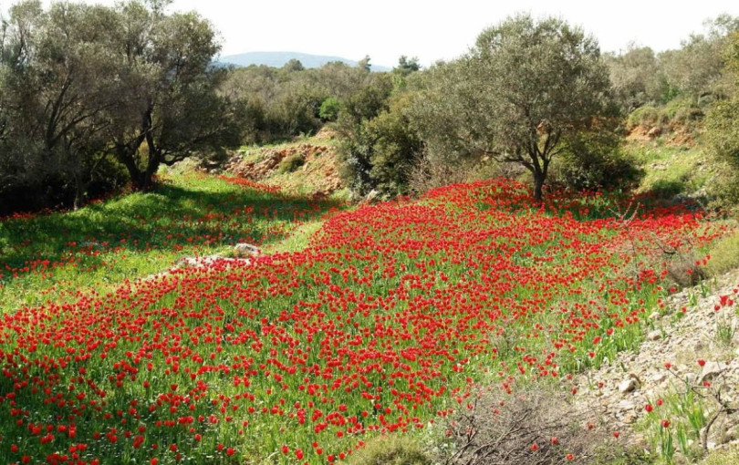 Τα κόκκινα λιβάδια της Χίου - Ένα μοναδικό τοπίο που σχηματίζεται μόνο για ένα μήνα