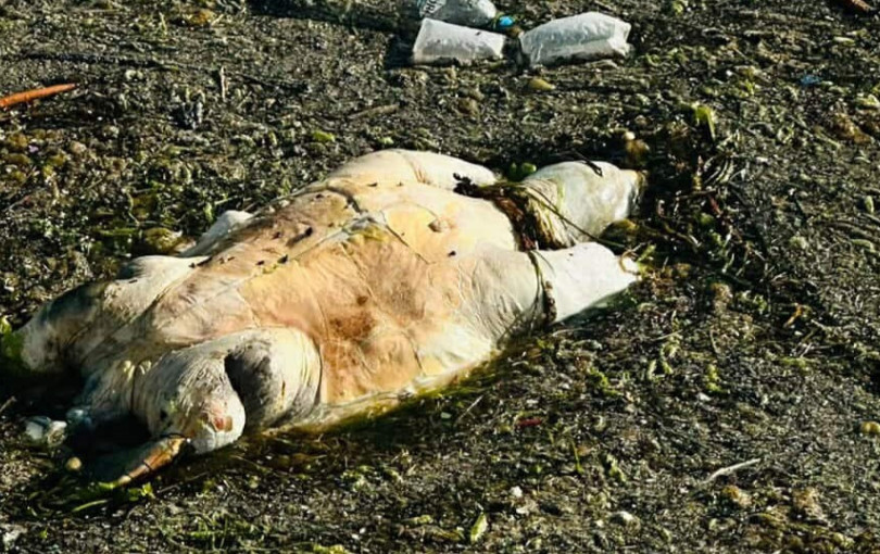 Θεσσαλονίκη: Νεκρή χελώνα ξεβράστηκε στον Θερμαϊκό μπροστά στον Λευκό Πύργο (βίντεο)