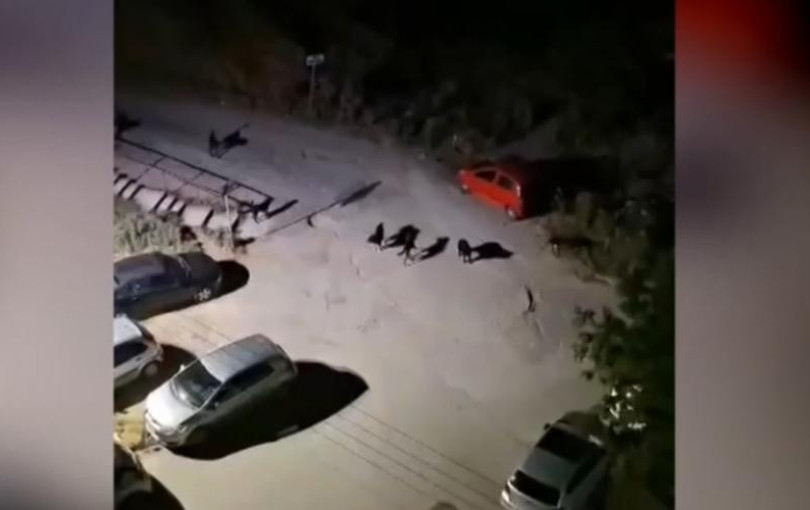 Θεσσαλονίκη: Αγέλη 20 αδέσποτων «σαρώνει» Πυλαία, Τούμπα και Καλαμαριά - Σε απόγνωση οι κάτοικοι (βίντεο)