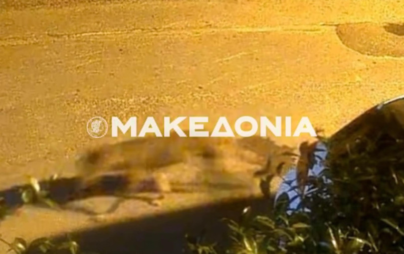 Θεσσαλονίκη: Λύκος εθεάθη σε κατοικημένη περιοχή στη Νεάπολη - Τι λένε οι ειδικοί (βίντεο)