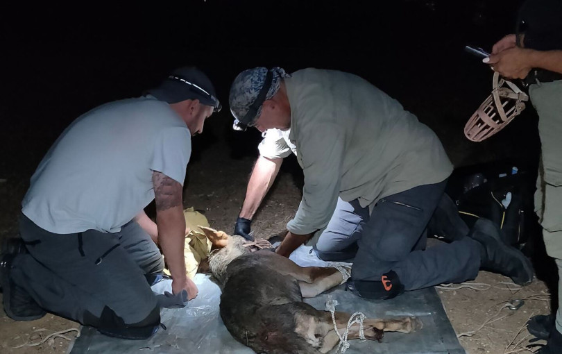Θεσσαλονίκη: Πιάστηκε ο λύκος που επιτέθηκε σε 4χρονο κοριτσάκι στην Πολίχνη - Θα μεταφερθεί στην Φλώρινα
