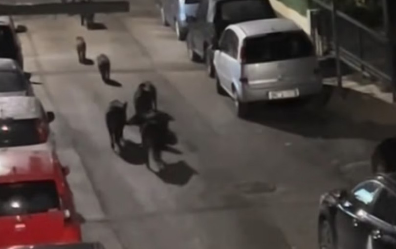 Θεσσαλονίκη: Αγέλη 12 αγριογούρουνων «εισέβαλε» στη Χαριλάου - Το βίντεο που έγινε viral στο TikTok