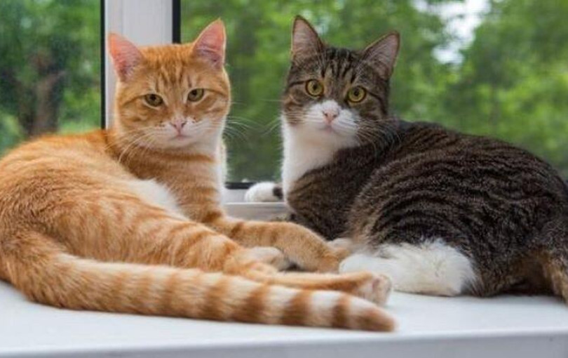 Pet sitting: Η υπηρεσία που γίνεται τάση και στην Ελλάδα - Οι χρεώσεις και οι προϋποθέσεις για τα κατοικίδια