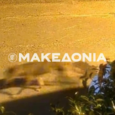 Θεσσαλονίκη: Λύκος εθεάθη σε κατοικημένη περιοχή στη Νεάπολη - Τι λένε οι ειδικοί (βίντεο)