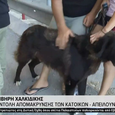 Φωτιά στη Χαλκιδική - Μαρτυρία κατοίκων: «Κάηκε το σπίτι μας, πάνε τα σκυλάκια μας...» (βίντεο)