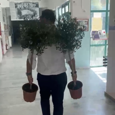 Οι ελιές του Γκολιδάκη