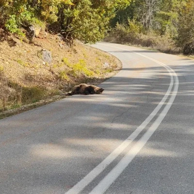 Πυροβόλησαν και σκότωσαν νεαρή αρκούδα στις Πρέσπες