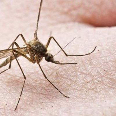 Ιός του Δυτικού Νείλου: 42 κρούσματα και 4 θάνατοι συνολικά στην Ελλάδα
